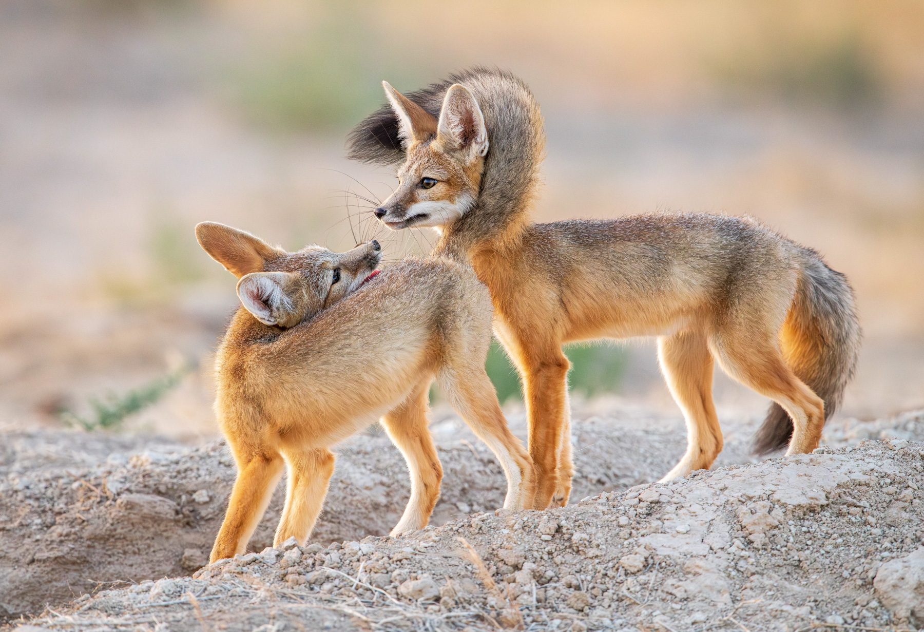 Kit foxes in Onaqui Herd Management Area, Utah. Photo by Brian Clopp
