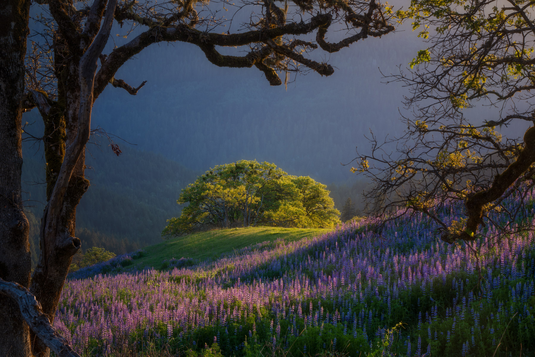 Honorable Mention, Scenery & Landscapes category: Lupine field in Redwood National Park, CA