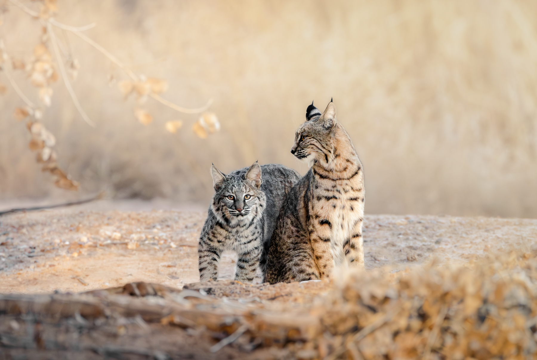 Honorable Mention, Wildlife category: Bobcats on Bosque del Apache National Wildlife Refuge, NM