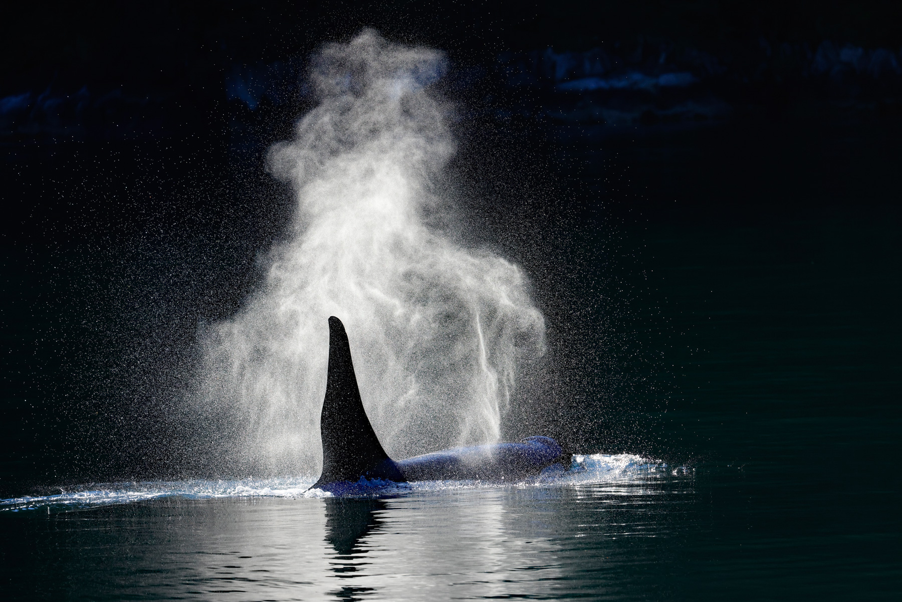 Honorable Mention, Wildlife category: Orca in Kenai Fjords National Park, AK