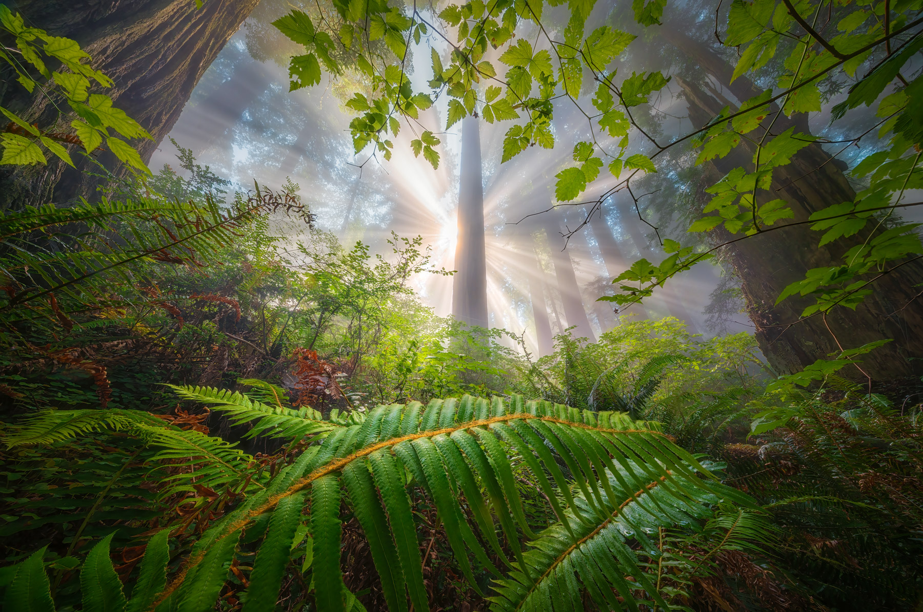 Winning entry, Scenery & Landscapes category: Fog in Redwood National Park, CA