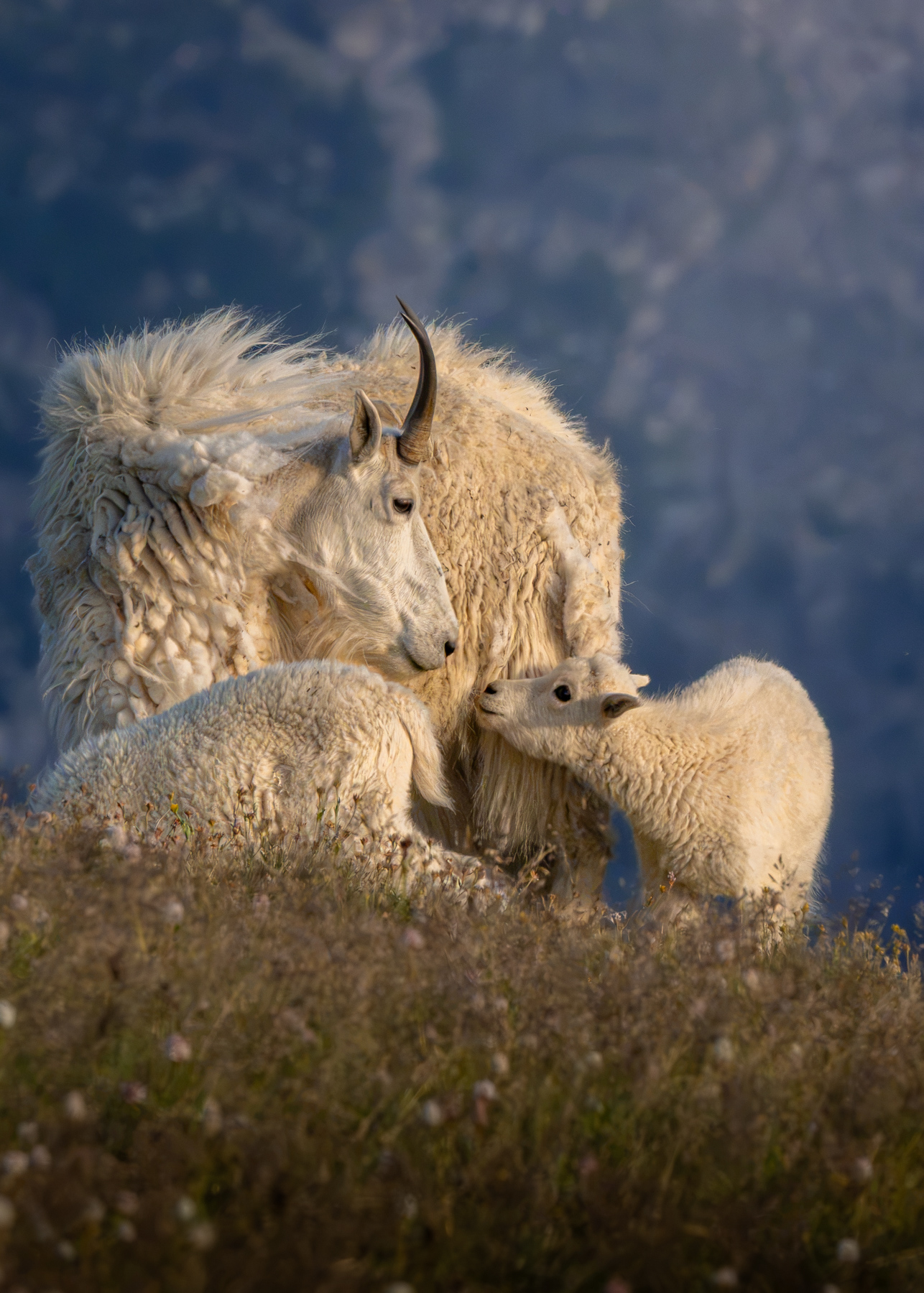 Winning entry, Wildlife category: Mountain goats in Gallatin National Forest, MT